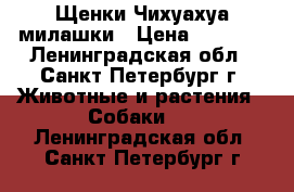 Щенки Чихуахуа милашки › Цена ­ 6 000 - Ленинградская обл., Санкт-Петербург г. Животные и растения » Собаки   . Ленинградская обл.,Санкт-Петербург г.